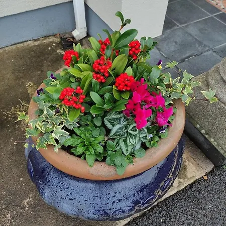 Гостевой дом Ma Dwyer's Guest 3*