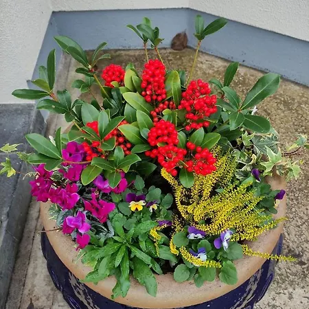 Гостевой дом Ma Dwyer's Guest Наван