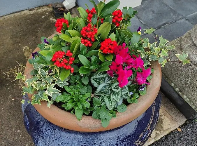 Gæstehus Ma Dwyer's Guest 3*