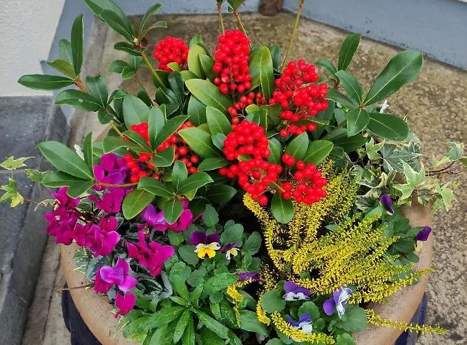 Gæstehus Ma Dwyer's Guest Navan